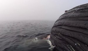 Un Grand Requin Blanc mange une baleine à bosse