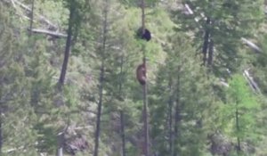 Bataille d'ours en haut d'un arbre pour sauver un ourson