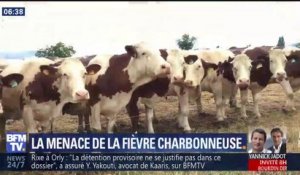 La fièvre charbonneuse menace les troupeaux des Hautes-Alpes