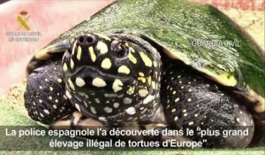 Un élevage illégal de tortues protégées découvert à Majorque