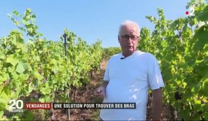 Vendanges : une solution pour trouver des bras