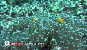 Découverte : la légende de Komodo