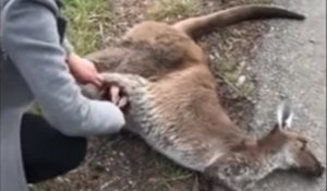 Une femme sauve un bébé kangourou piégé dans la poche de sa mère décédée