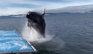 Quel spectacle ! Une baleine saute hors de l'eau et frôle ce bateau de touristes