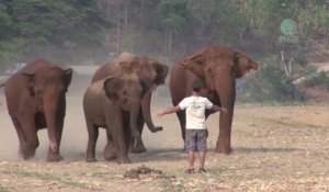 Un homme appelle un éléphant