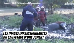 Les images impressionnantes du sauvetage d'une jument