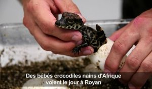 Royan: Naissance de bébés crocodiles nains d'Afrique