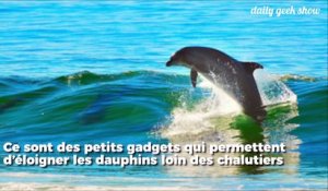 Des scientifiques et pêcheurs français ont créé un appareil qui sauvera des milliers de cétacés