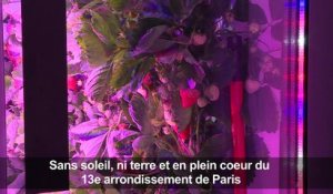 Paris: sans soleil ni terre, des fraises poussent en containers