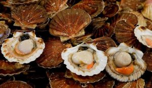 Coquilles Saint-Jacques : une pêche à risques