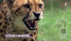 Faune - La vitesse d’un guépard