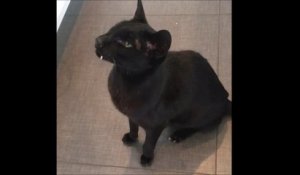 Ce chat aux canines sur-développées ressemble à un vampire