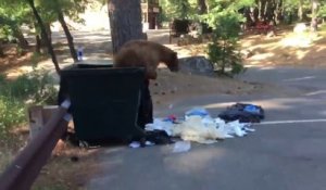 Regardez ce qu'il va trouver dans la poubelle... un gros ours coincé