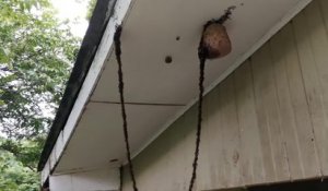 Une colonie de fourmis attaque un nid de guêpes en formant une chaîne
