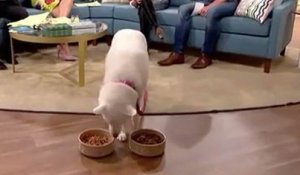 Une femme affirme à la télévision que son chien est végétarien le présentateur décide de le  tester