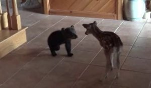 Un petit ourson rencontre un faon : moment adorable
