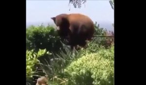 Un chien fait fuir un intrus bien plus gros que lui