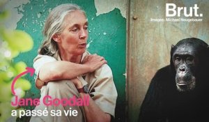 "Chacun de nous est important" : le message chargé d’espoir de Jane Goodall, fervente défenseur de la vie sauvage