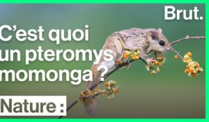 Le pteromys momonga