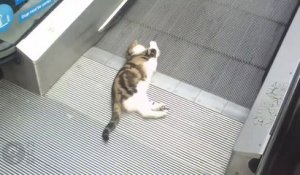Ce chat s'amuse avec un escalator... Tellement drôle
