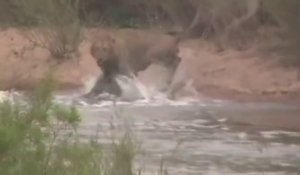 Un lion échappe de peu à la morsure d'un crocodile