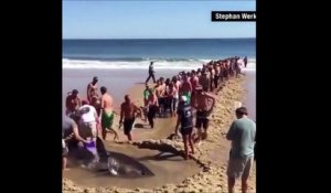 Des touristes improvisent une chaîne humaine pour sauver un requin échoué sur la plage