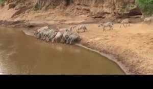 Un crocodile furtif surprend un troupeau de zèbres dans un lac