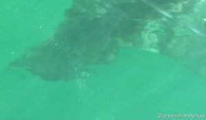 Un grand requin blanc dévore une otarie sous les yeux des touristes