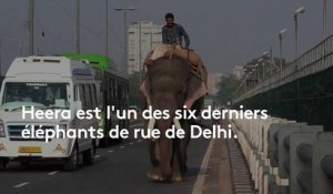 Inde : les derniers éléphants des rues bientôt sommés de quitter Delhi