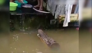Ce crocodile vient demander à manger comme un chien...