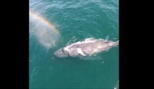 Quand une baleine crée un magnifique arc-en-ciel en crachant de l'eau