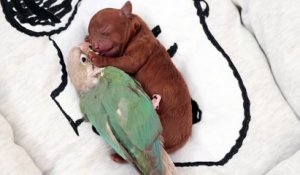 Adorable : ce chiot et ce perroquet se font des câlins