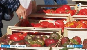 Tomates : l'été se prolonge
