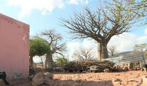 Afrique du Sud: le fruit du baobab, au bonheur des dames