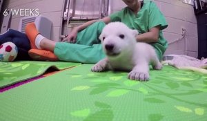 Suivez l'évolution d'un bébé ours blanc adorable