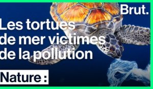 Les tortues de mer, premières victimes de la pollution marine