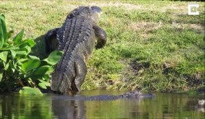 Ces touristes aperçoivent un alligator immense en Floride