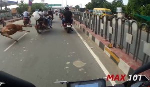 3 hommes en moto percutent une vache