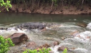 Un énorme crocodile prend les rapides comme un tronc d'arbre