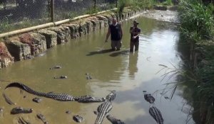 Ils s'approchent dangereusement de 60 alligators dans une rivière