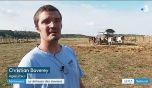 Sécheresse : la détresse des éleveurs