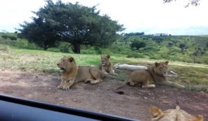 Quand un lion tente d'ouvrir la porte d'une voiture