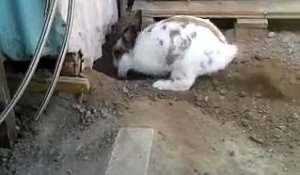 Ce lapin va liberer son ami le chaton coincé