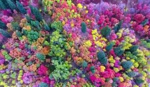 Magnifique vidéo des couleurs d'automne dans l'Utah