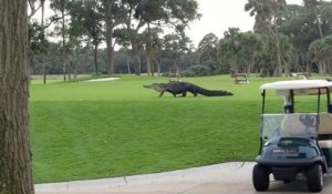 Un énorme alligator traverse un parcours de golf en Caroline du Sud... Sport dangereux