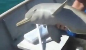 Ces pecheurs sauvent un bébé dauphin coincé dans un sac plastique et il va les en remercier à sa façon