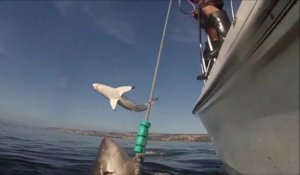 Quand 2 grands requins blancs viennent chasser un bateau