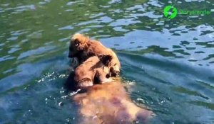 Ces bébé ours prennent maman pour un bateau... Tranquille