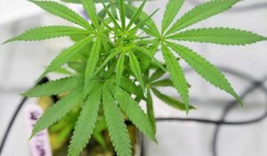 Légalisation du cannabis au Canada : un marché qui rapporte
