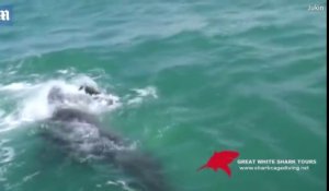 Cette otarie passe un sale moment, poursuivie par un grand requin blanc